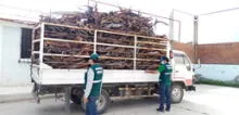 Arequipa: Intervienen camión con cerca de media tonelada de tronco de árbol en peligro de extinción 