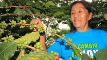 Más de 30 mil familias migraron de la hoja de coca al cultivo del café 