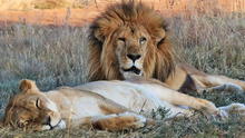 Leo y Muñeca: leones que fueron rescatados de circo peruano y estuvieron juntos hasta la muerte