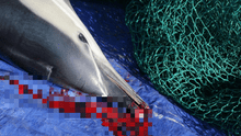 Pesca accidental mata a 20 mil delfines y marsopas al año