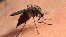 EE. UU.: liberan primer lote de mosquitos modificados genéticamente