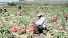 Arequipa: siembra disminuiría un 40% en zona suroriental por aumento de precio de fertilizantes