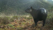 Piura: un nuevo mapa de distribución del Tapir en los Andes del Norte Peruano