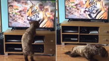 Perro tiene curiosa reacción al ver el rostro de un tigre en el televisor