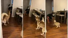 Hombre se pone una máscara de perro y asusta a sus mascotas