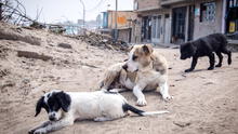 Arequipa: detectan primer caso de rabia canina del 2022 en Socabaya