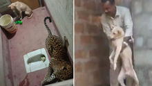 Perro sobrevive al quedar atrapado por siete horas con un enorme leopardo 