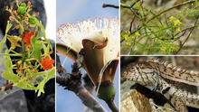 Registran nuevas especies de flora y fauna en Cajamarca