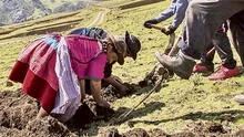 Agrobanco colocó créditos por 440 millones de soles del Fondo Agroperú