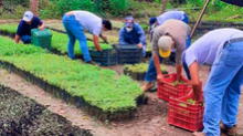 San Martín: reforestarán más de 1.000 hectáreas en provincia de Huallaga