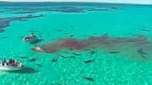 EE.UU.: tiburón muerde a una mujer de 64 años en una playa de Florida