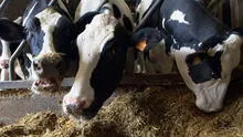Alto precio de forrajes obliga a ganaderos a rematar sus vacas por debajo del 30% de su valor