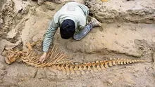 Perú ya tiene Ley General del Patrimonio Paleontológico
