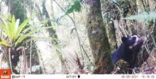 Cajamarca: registran oso de anteojos en área de conservación