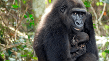 Nace bebé gorila, especie en vía crítica de extinción, de dos padres reintroducidos