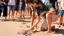Devuelven al mar 15 crías de tortuga boba, especie en peligro en extinción, en España
