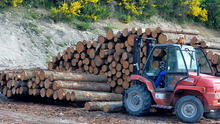 Condenan a empresa de EE. UU. por importar madera ilegal de la Amazonía peruana