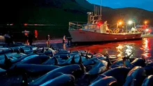 El asesinato de 1.428 delfines en un solo día por una tradición desató indignación en redes