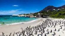 63 pingüinos en peligro de extinción murieron por picaduras de enjambre de abejas