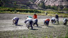 Bono Agrobanco: agricultores beneficiados pueden cobrar subsidio hasta el 30 de junio