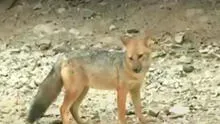 Comas: reportera se encuentra en búsqueda del zorro ‘Run Run’ y este aparece en vivo