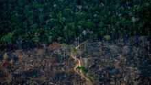 Salvar la Amazonía