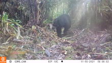 Cajamarca: cámaras trampa registran oso de anteojos categorizado como vulnerable
