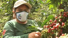 Puno: Devida invertirá S/ 4.6 millones para la producción de café orgánico