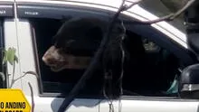 Travieso oso de anteojos se sube a camioneta y toma el timón en una reserva de Lambayeque