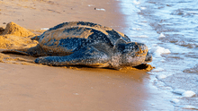 Pescadores liberan a una tortuga de media tonelada que quedó atrapada en una red de pesca