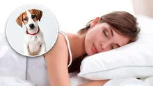 Soñar con perros: ¿qué significa y cómo debemos interpretarlo?