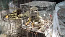 Tráfico de fauna silvestre: Tacna aprueba primera ordenanza del país para enfrentar el delito