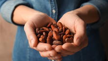 Universidad de Hamburgo tendrá acceso a recursos genéticos del Cacao