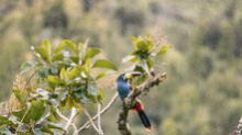 Cusco: aves de área de conservación de Choquequirao están en riesgo