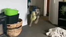 Perrito le quita el juguete a su ‘hermano’ y huye rápidamente para no ser atrapado