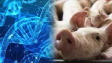 Esta compañía cría cerdos alterados genéticamente para trasplantar sus órganos a humanos