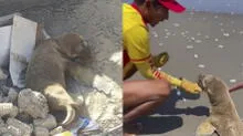 Arequipa: salvavidas rescatan a lobo de mar y lo regresan al agua en Camaná 