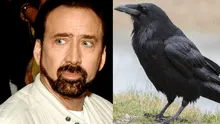 Nicolas Cage tiene una fascinación por tener mascotas exóticas, su actual engreído es un cuervo  
