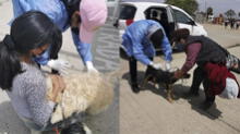 Arequipa: 1.439 canes fueron vacunados contra la rabia canina en Quequeña 