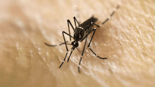 ¿Qué hacer para eliminar los zancudos y mosquitos de mi casa?: truco efectivo