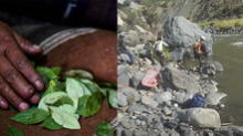 Arequipa: familia de menor desaparecido en el Colca acude a lectura de la coca para hallarlo
