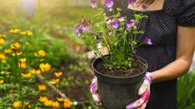 ¿Cómo lucir un jardín hermoso en verano?: tips ecológicos para cuidarlo en casa