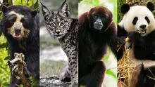 Estos son los animales en peligro de extinción en el Perú y el mundo en 2022
