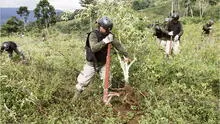 Cuatro proyectos de Perú Libre buscan legalizar el cultivo de la hoja de coca