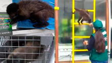 Callao: mono Shaggy, que ‘robaba’ comida y celulares, es rescatado por Serfor