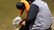 Puno: promueven la crianza de peces tropicales en Carabaya