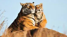 ¿Qué significa soñar con tigres? Su interpretación te sorprenderá