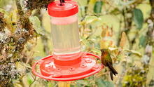 Piura: instalan bebederos de colibríes para atraer a estas aves en áreas de conservación