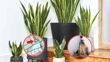 Plantas para eliminar el moho y humedad de tu casa: 3 ideas que te ayudarán