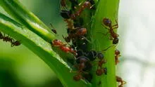 Revisa 7 trucos caseros excelentes para eliminar las hormigas de tus plantas